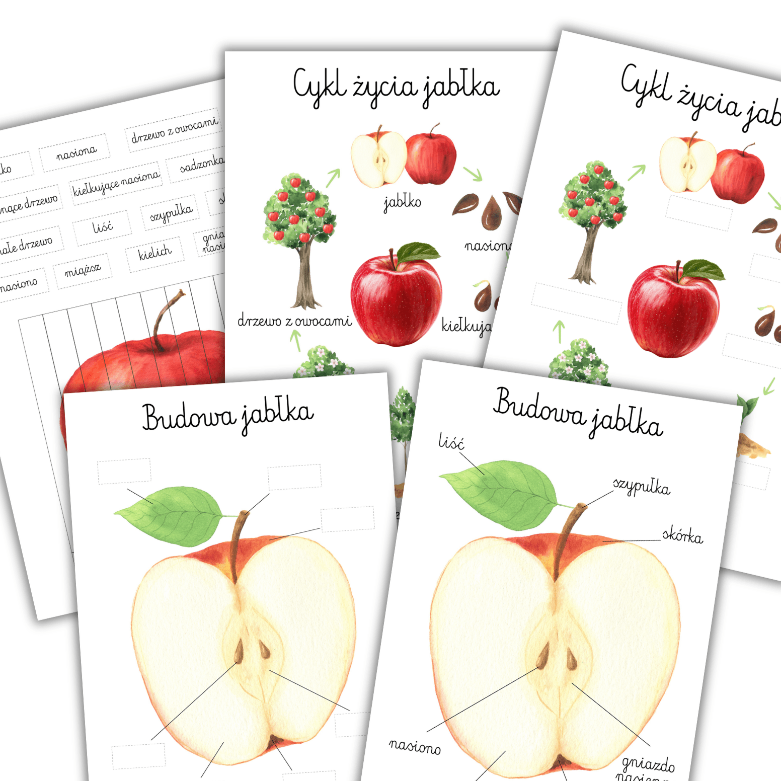 Karty edukacyjne Montessori: Budowa jabłka i Cykl życia jabłoni