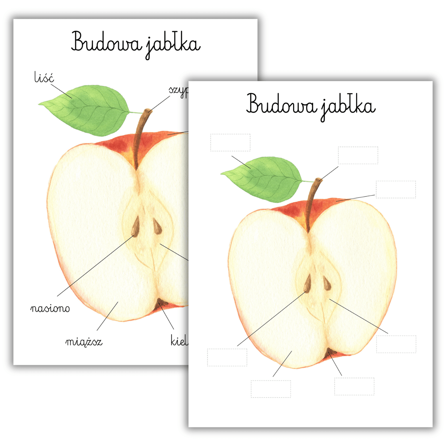 Karty edukacyjne Montessori: Budowa jabłka i Cykl życia jabłoni